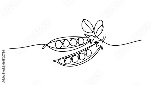 Minimal continuous line drawing of pea pod with peas and leaves vector illustration