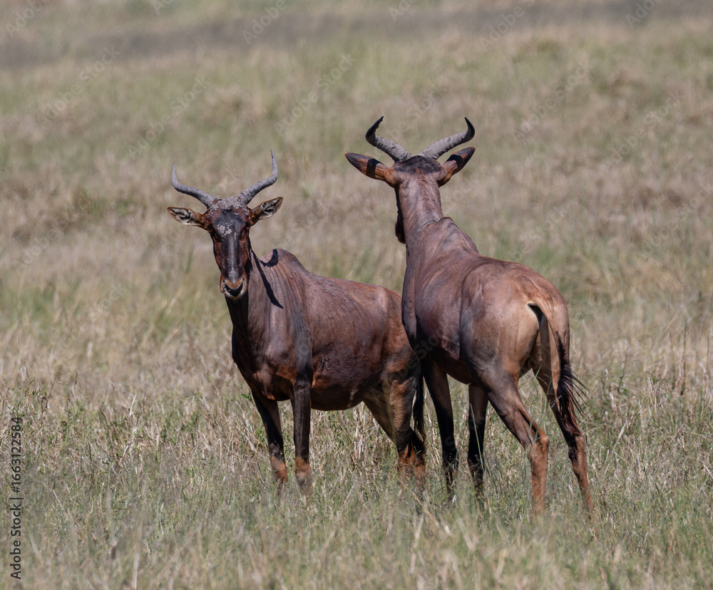 Two tsessebe standing in long grass. one facing the camera and the other one looking away Two tsessebe standing in long grass. one facing the camera and the other one looking away