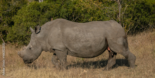 Side view of a big white rhino walking in a grassland with its horn removed to protect it from poaching
