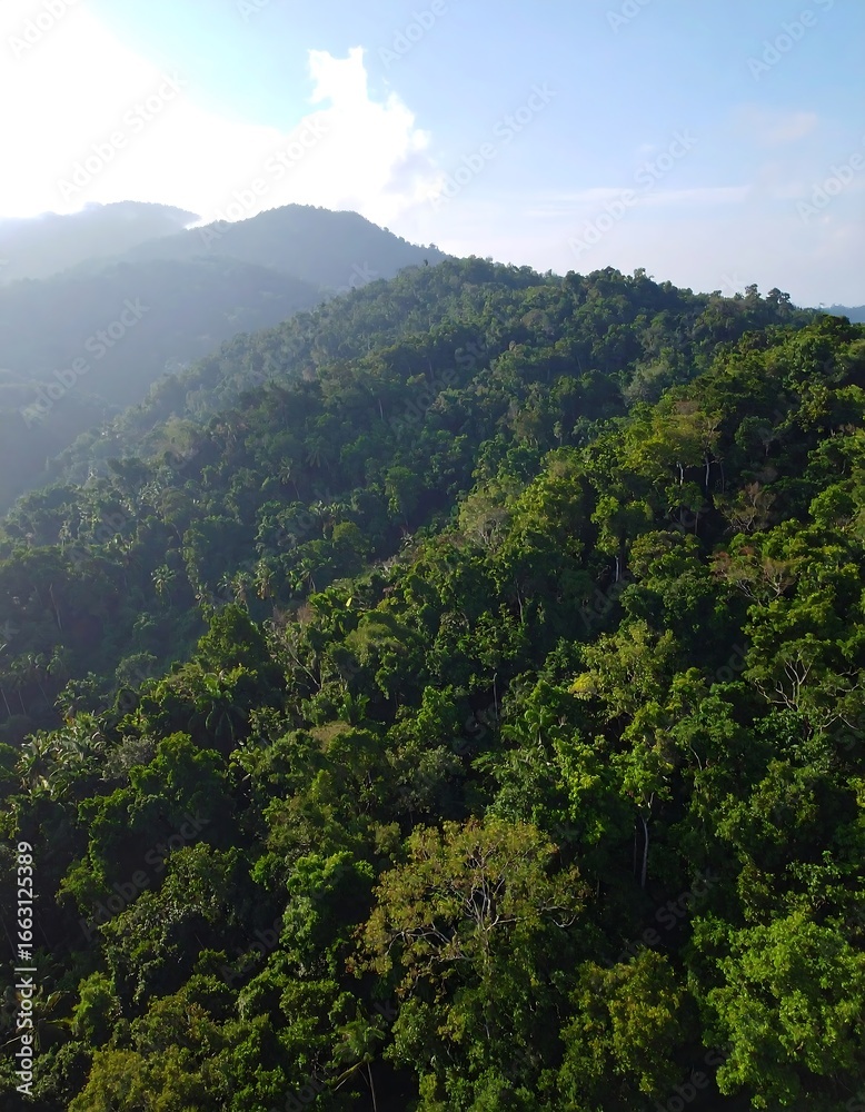 Obraz premium Lush mountain forest (1)