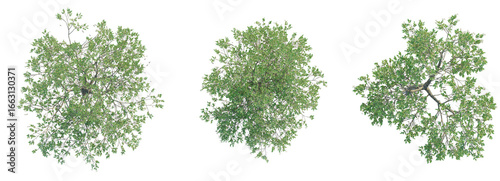 Avicennia germinans  Tree plan top view cutout isolate on white background