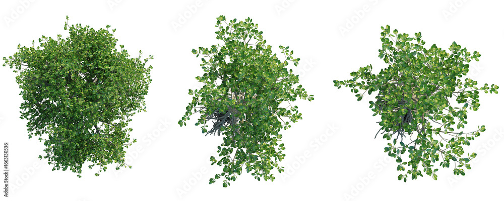 Fototapeta premium Ceriops tagal Tree plan top view cutout isolate on white background