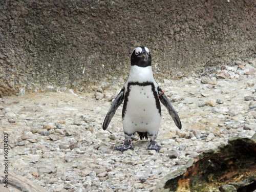Pingwin w ogrodzie zoologicznym 