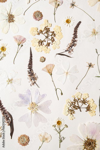 Flat lay of various dried flower pressed on white paper.