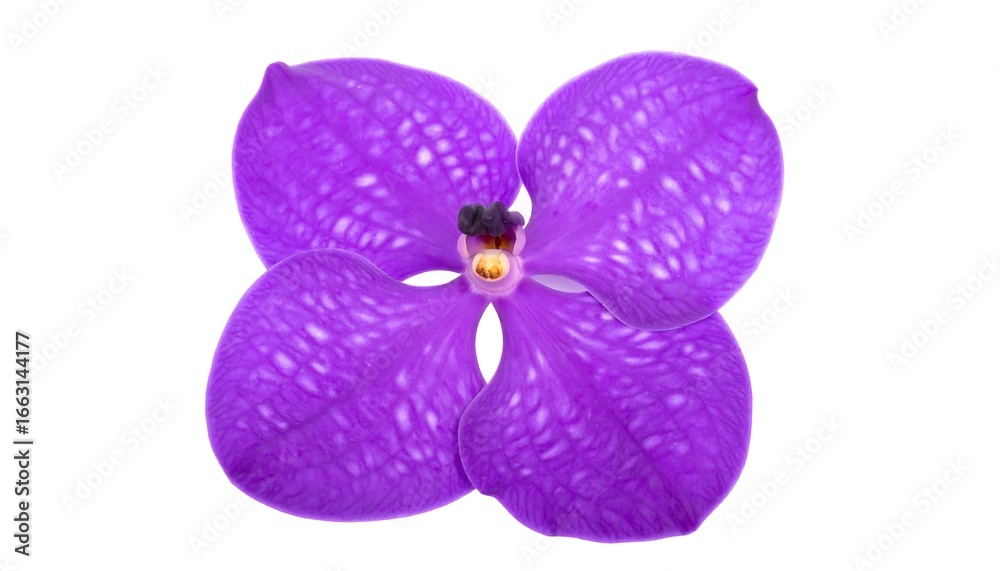 Fototapeta premium Close-up of vibrant purple orchid