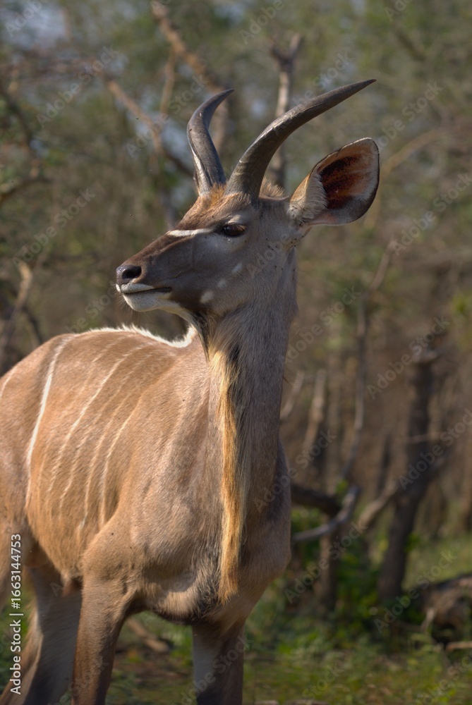 deer in the wild deer in the wild
