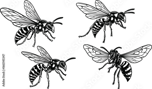 Bee and wasp illustrations, flying insect anatomy, segmented body, transparent wings, entomology vector set, black and white drawing, nature study