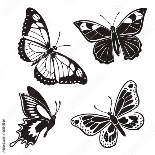 Four black and white butterflies butterfly insect
