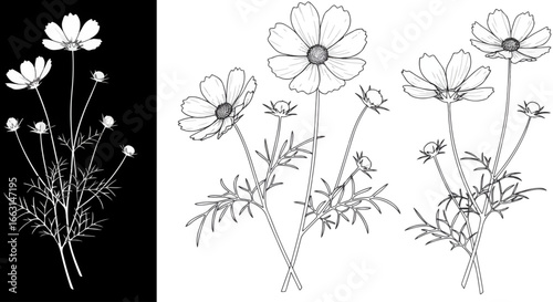Elegant cosmos flowers blooming in black and white, perfect for minimalist designs and creative projects