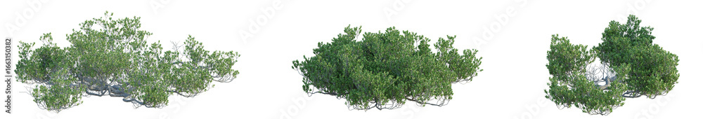 Obraz premium Pemphis acidula Tree plan isolate on white background