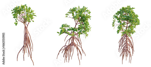 Rhizophora mangle Tree cutout isolate on white background