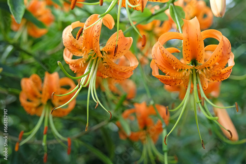 Bilde på lerret Orange Lilium henryi, ‘Henry’s Lily’ in flower.