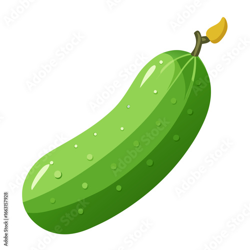 illustration of cucumber