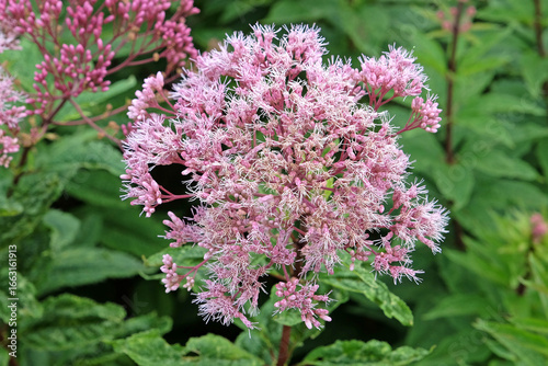 Принти на полотні Soft pink Eutrochium maculatum, or Spotted Joe Pye weed, ‘Orchard Dene’ in flower