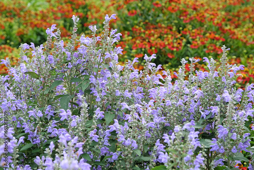 Lilac purple Scutellaria incana, hoary skullcap or downy skullcap, in flower.