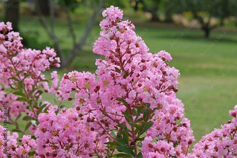 Obraz premium Pink Lagerstroemia indica ‘Eveline’ crepe myrtle in flower.
