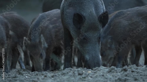 Herd of wild pigs foraging in the forest