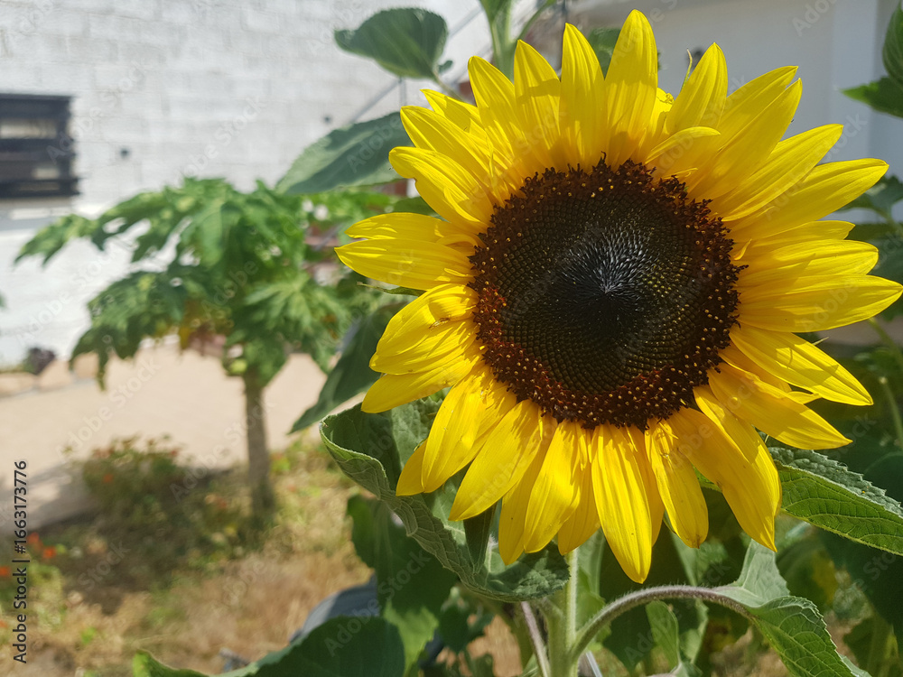 Obraz premium Fiori e piante