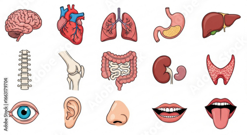 Vector Illustration of Human Organs and Body Parts
