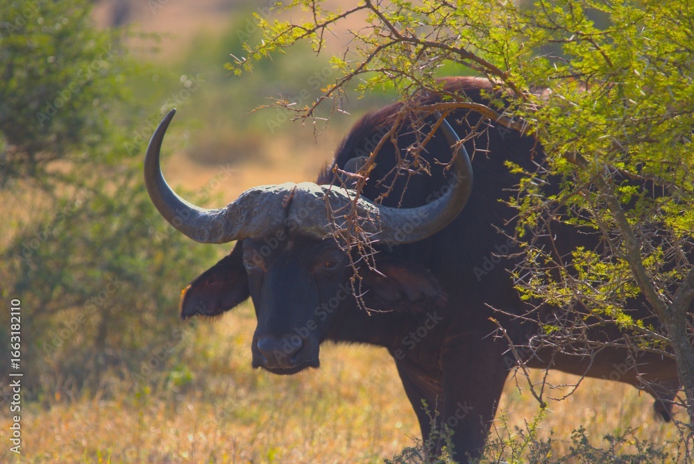 Obraz premium cape buffalo bull