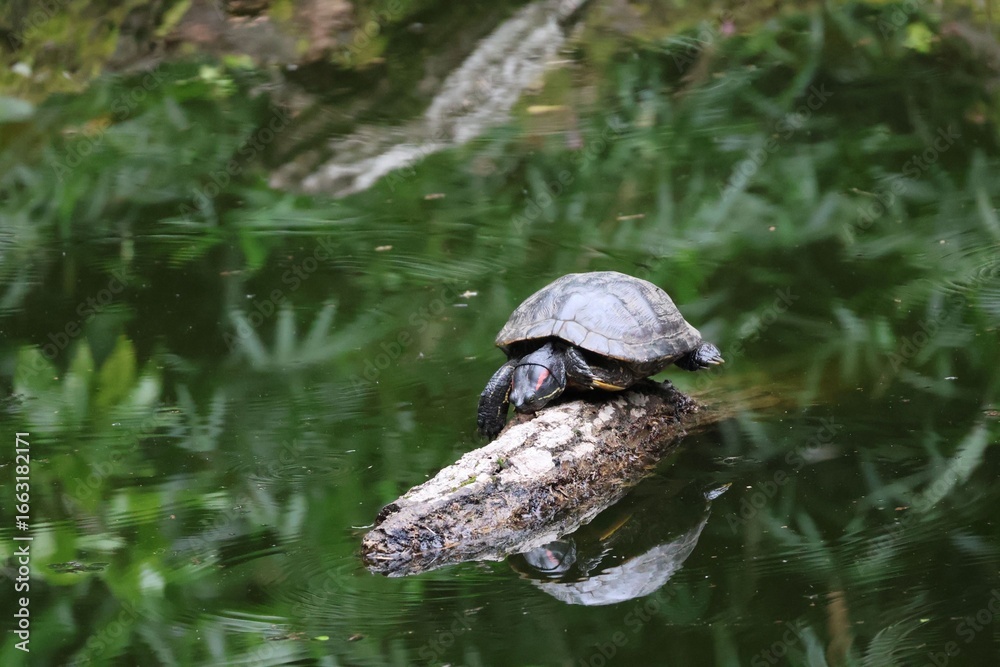 Fototapeta premium turtle in the water