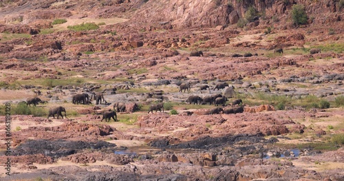 Canvas Print elephants in landscape
