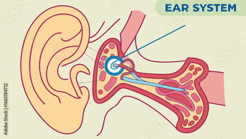 Detailed diagram of the human ear system showing its internal structures and components.