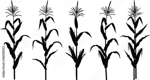 Corn plant silhouette set, vector maize illustration, black corn stalks, agricultural crop design, isolated on white background, farming concept