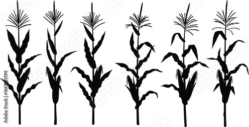 Corn plant silhouette set, vector maize illustration, black corn stalks, agricultural crop design, isolated on white background, farming concept