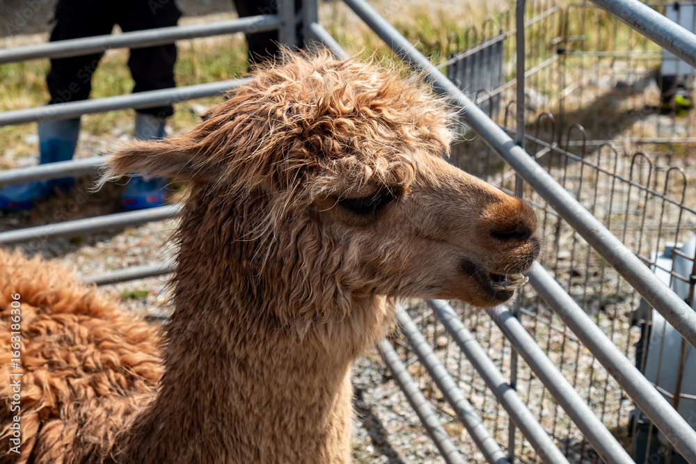Obraz premium Lama at the Meenacross Agricultural Show in County Donegal, Ireland