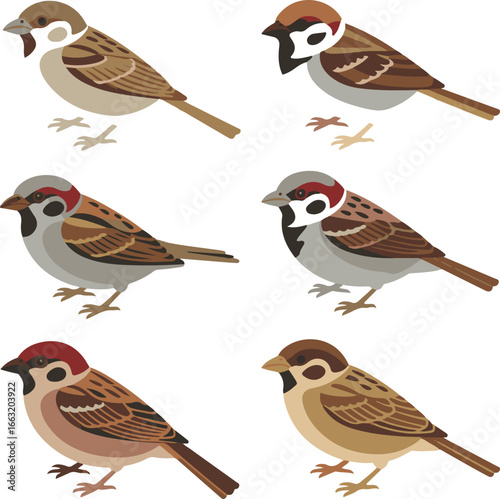 Sparrow Isometric Flat Icons House Sparrow, Tree Sparrow, Eurasian Tree Sparrow, Spanish Sparrow, Chestnut Sparrow, Desert Sparrow