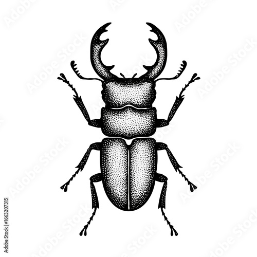 A stag beetle
