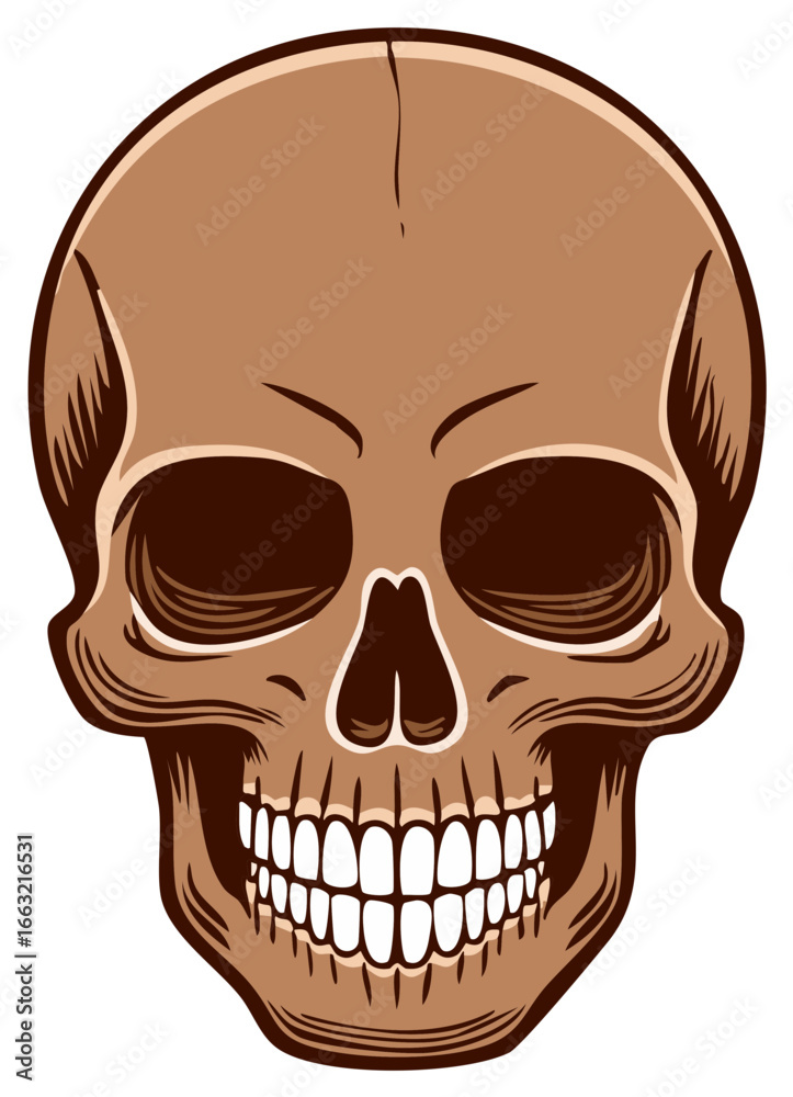 Fototapeta premium Detailed Brown Human Skull Illustration with Grinning Teeth and Dark Eye Sockets
