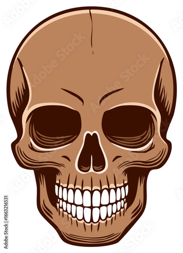 Detailed Brown Human Skull Illustration with Grinning Teeth and Dark Eye Sockets