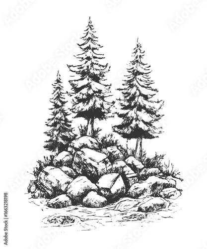 Hand-drawn sketch of pine trees on rocky ground, detailed vintage engraving style illustration of natural forest wilderness landscape.