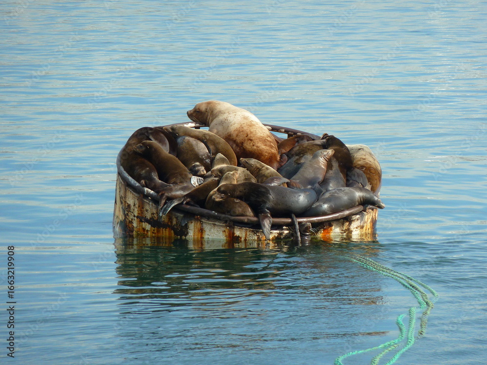 Fototapeta premium Seals in Seattle