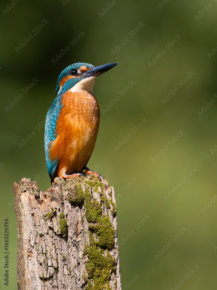 Obraz premium Kingfisher, Alcedo atthis