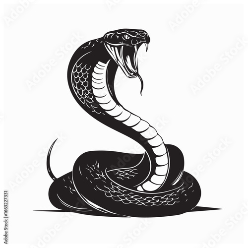 Deadly Cobra Snake Coiled with Open Mouth Attack Pose Vector on white background