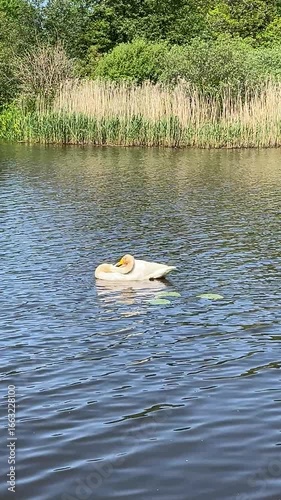 white swan on the lake