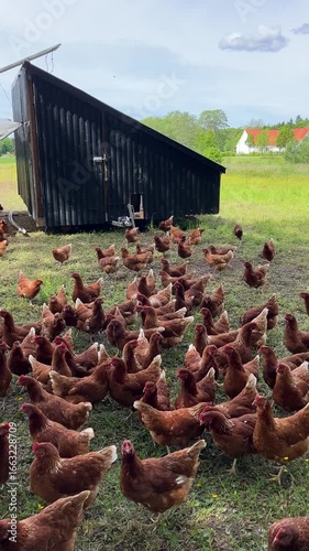 chickens in the field