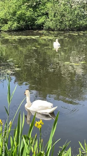 white swan on the lake