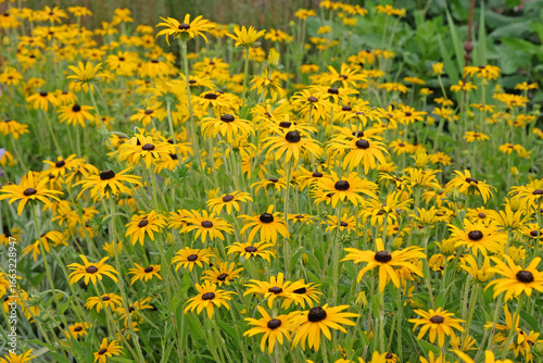Yellow Rudbeckia ‘Goldsturm’, also known as Black eyed Susan, Gloriosa Daisy, or Yellow Ox Eye in flower.