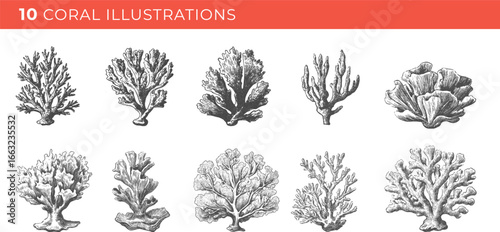 Set illustrations of coral isolated on transparent background. Vector graphics