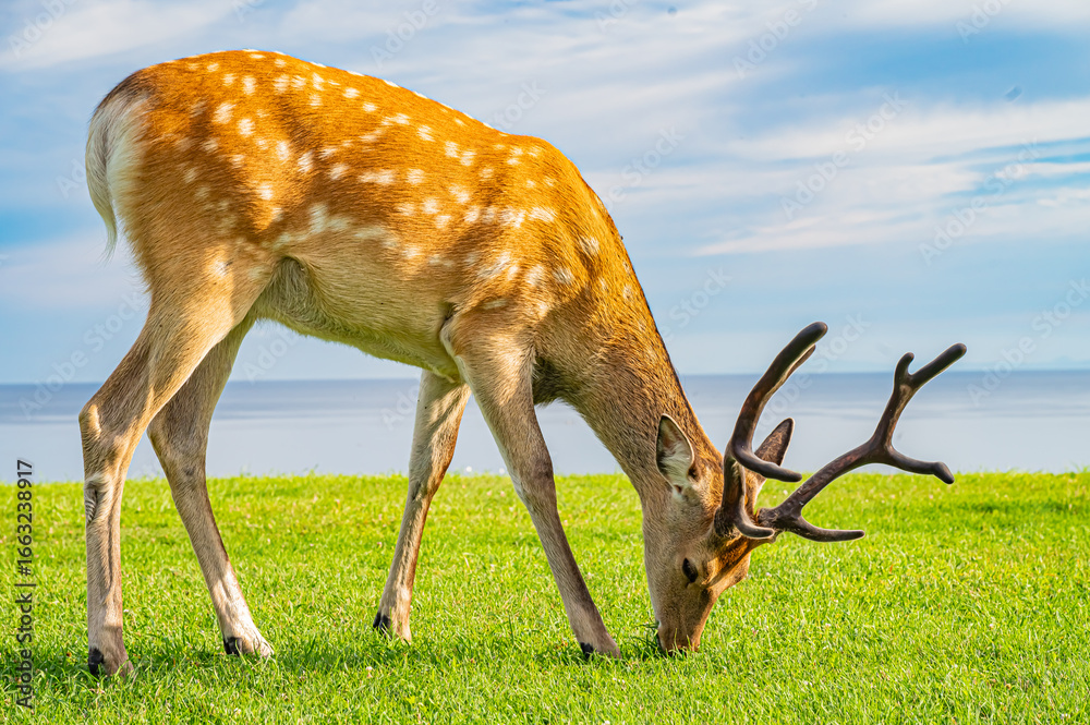 Naklejka premium Landscape of Soya Park with wild deer and coastal town in northern Hokkaido