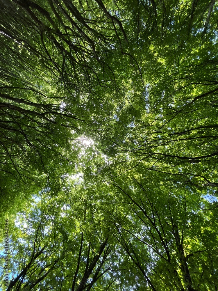 Fototapeta premium green forest background