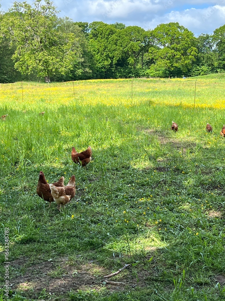 Fototapeta premium chickens on the grass