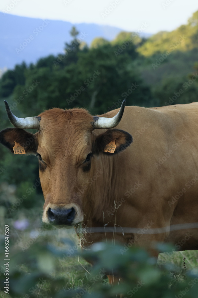 Fototapeta premium cow on a farm