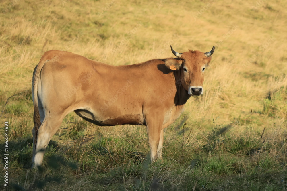 cow and calf cow and calf