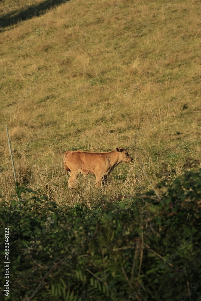 Fototapeta premium deer and calf