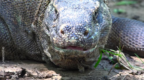 Komodo dragon. Komodo National Park. Indonesia. 